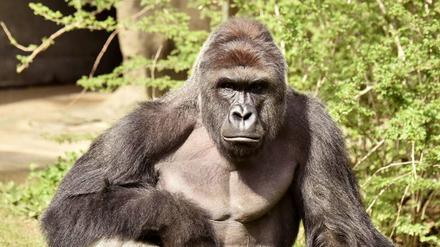 Der getötete Gorilla Harambe aus dem Zoo von Cincinnati