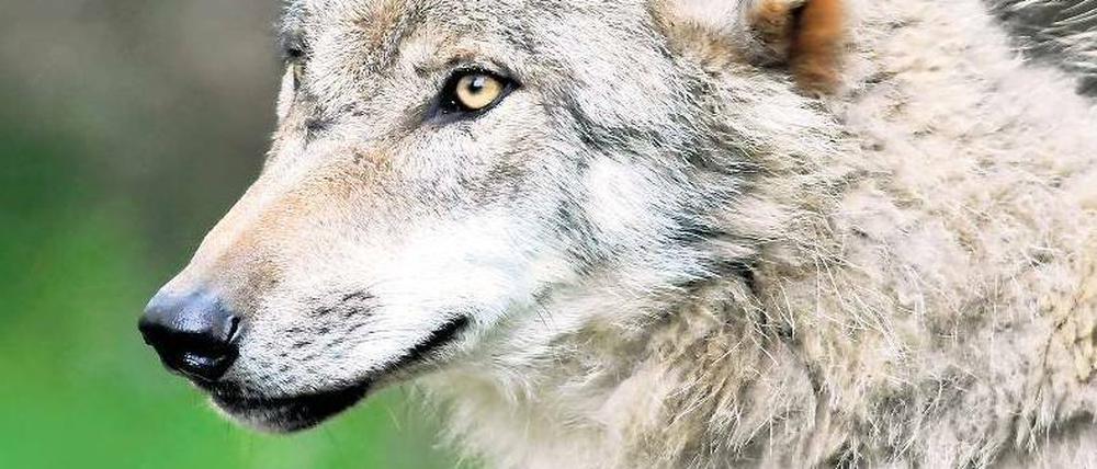Ein schönes Tier. Die Rückkehr des Wolfs in Deutschland bereitet Bauern und Züchtern Probleme. 