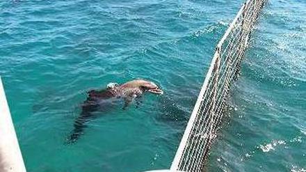 Wo Menschen entspannen, leiden im „Kefaluka Resort“ in kleinen Meereskäfigen Delfine unter Stress. 