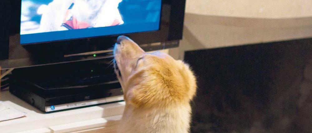 TV-Zeit. Wenn Herrchen arbeitet, kann Hund fernsehen. Foto: mauritius images