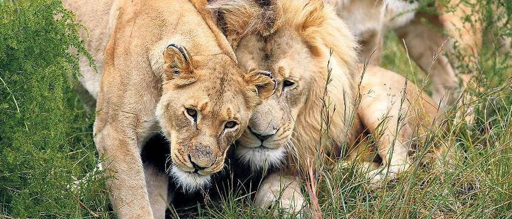 In Gefahr. Weil Tiger fast ausgestorben sind, werden jetzt verstärkt Löwen gejagt, deren Knochen von asiatischen Betrügern als Tigerknochen verkauft werden. 