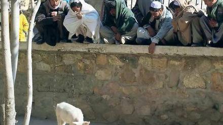 „Khunzir“ heißt das Hausschwein in Kabul.