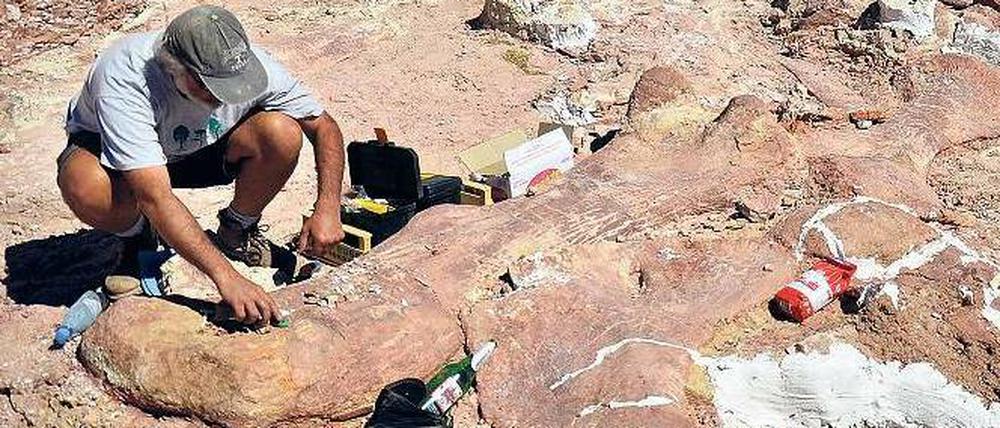 Ausgrabungen in Patagonien. Argentinische Paläontologen haben an dieser Grabungsstätte 150 Knochen von großen Dinosauriern gefunden. Ob es die größten je gefundenen sind, muss aber noch weiter untersucht werden. 