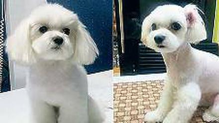 Vorher und nachher: Dieser Hund erhielt eine Augenvergrößerung. 