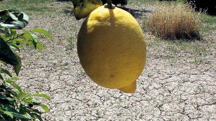  Einsame Zitrone: Eine Zitrusplantage in Südspanien kämpft gegen die Trockenheit. 