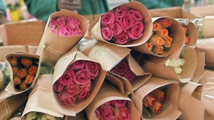 Rosen aus Kenia. Ein Teil der in Europa verkauften Schnittblumen wird in Afrika produziert. Fairer Handel steigert dabei die Lebensqualität der Beschäftigten. 