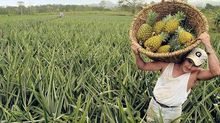 Ausgebeutet: Feldarbeiter werden auf Ananas-Plantagen in Costa Rica oft schlecht bezahlt, arbeiten viel zu lange und haben gesundheitliche Probleme.