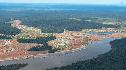 Gerodete Flächen des Regenwalds am Amazonas: Die Agrar- und Minenindustrie will die Gebiete. 