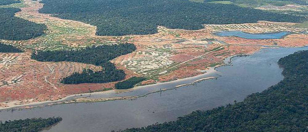 Gerodete Flächen des Regenwalds am Amazonas: Die Agrar- und Minenindustrie will die Gebiete. 