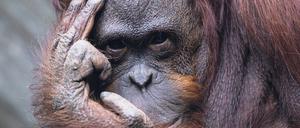  Menschenaffen wie Orang-Utans langweilen sich im Vergleich zu Schlangen oder Seetieren in besucherlosen Zoos deutlich schneller. 