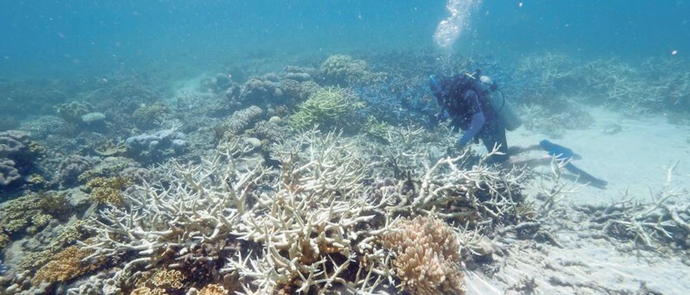 Das Great Barrier Reef ist wegen der Korallenbleiche in Gefahr.