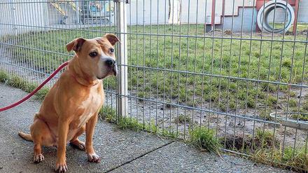 American-Staffordshire-Terrier-Mixe wie Shirin stehen auf der Liste der als gefährlich eingestuften Hunde in Berlin. 