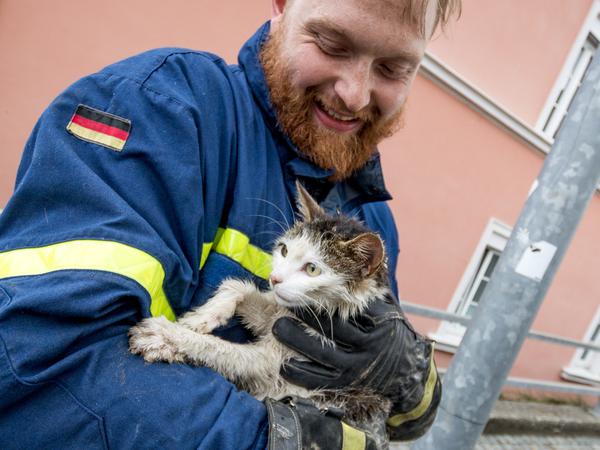 Maximilian Winbeck, Helfer des THW Ortsverbands Landshut, rettete diese Katze aus einem überfluteten Haus.