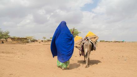Die Nomaden im Grenzgebiet zwischen Somalia und Äthiopien leiden unter der Dürre. Hilfsorganisationen warnen vor Millionen Hungernden in Ostafrika. 