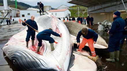 Die Firma Hvalur hat im vergangenen Jahr noch 155 Finnwale erlegt. Das Foto zeigt eine Jagd im Jahr 2009, als Island den Walfang wieder aufnahm.