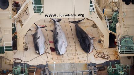 Drei tote Wale auf einem japanischen Schiff (Archivbild 2013)