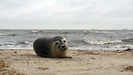 Ein junger Seehund liegt in Cuxhaven-Döse am Strand. Den Beständen der Tiere geht es gut.