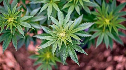 Der Besitz von 30 Gramm Cannabis soll in Kanada legal werden.