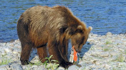 In Russland gibt es im Herbst immer wieder Probleme mit hungrigen Bären, die sich noch nicht genug Fett angefressen haben.