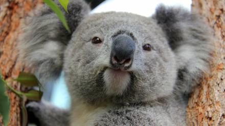 Ein Koala Bär in einem Zoo in Australien. Seinen Artgenossen in freier Wildbahn geht es derzeit an den Kragen - es gibt zu viele von ihnen. 
