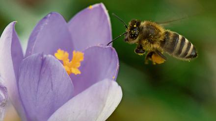 Eine Biene sammelt in einem blühenden Krokus Blütenstaub.39 Wildbienenarten sind in Deutschland bereits ausgestorben. 