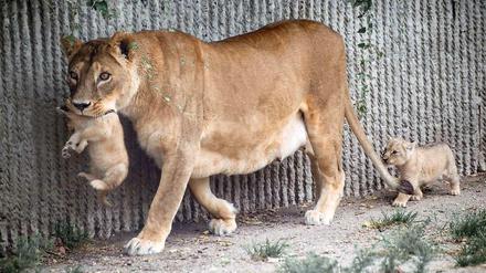 Löwin mit Jungen: Geplanter Generationswechsel und "natürliches Rudelverhalten" erfordert die Einschläferung.