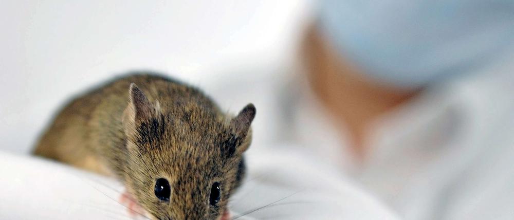 Forscher konnten Alzheimer bei Mäusen stoppen.