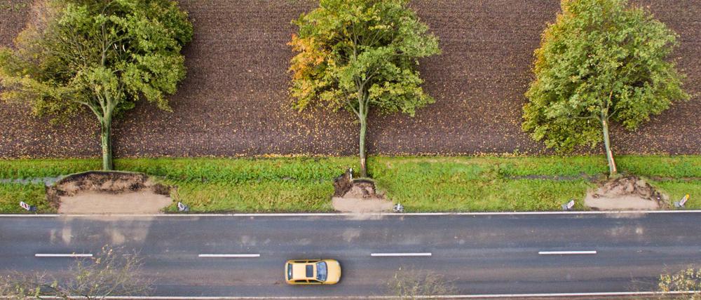 Drei beim Sturm Xavier umgestürzte Bäume liegen an einer Straße bei Rautenberg im Landkreis Hildesheim.