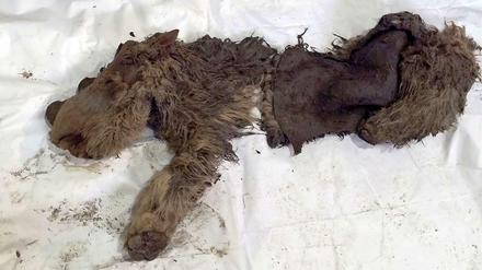 Der gut erhaltene Kadaver eines kleinen Wollnashorns, das Jäger in Russland gefunden haben. 