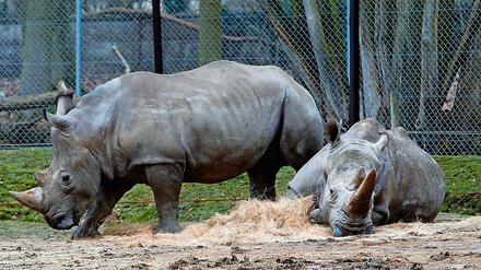 Die Nashörner Bruno (links) und Gracie liegen im Zoo von Thoiry in ihrem Gehege. Ein Artgenosse von ihnen ist in dem französischen Zoo erschossen worden. 
