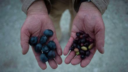 Oliven normal (links) und Oliven aus Plantagen, die schon lange nicht mehr genug Wasser haben. 