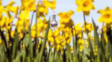 Ostern in Berlin, im Hintergrund der Fernsehturm.