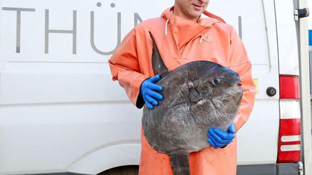 In die Ostsee wurden exotische Fische gespült: Unter anderem ein junger Mondfisch, den Mitarbeiter des Thünen-Instituts aus der Mecklenburger Bucht geholt haben.