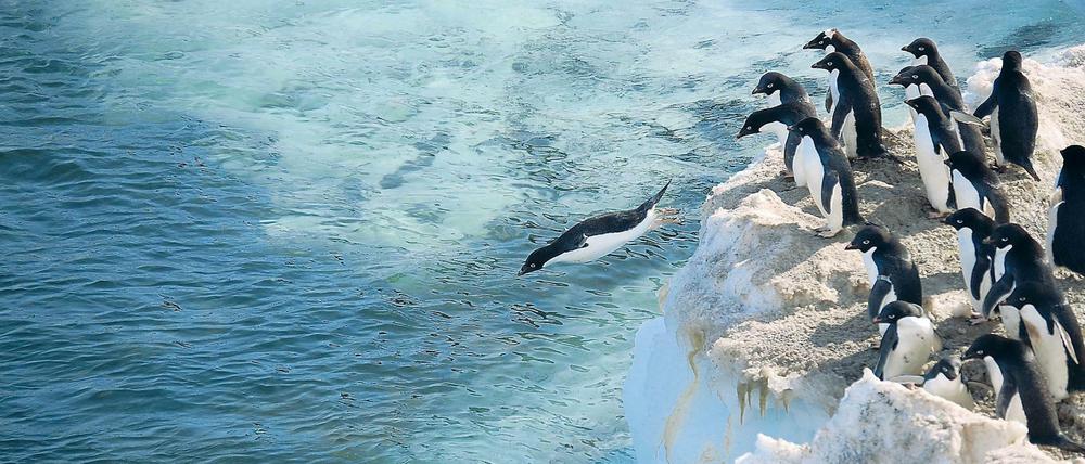 Eine Gruppe von Adelie-Pinguinen spingt in der Antarktis in Wasser.