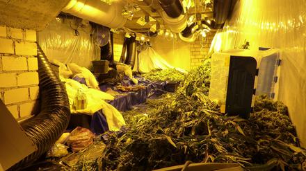 Im Inneren des sogenannten "Horror-Hauses" fanden Polizisten eine große Drogenplantage. 
