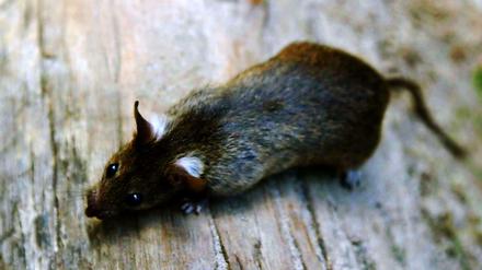 Ratten und Mäuse sind auf der Hauptinsel des britischen Überseegebiets Südgeorgien zur Plage geworden. 