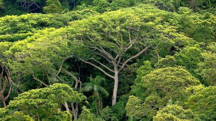 Der Regenwald in Brasilien. 