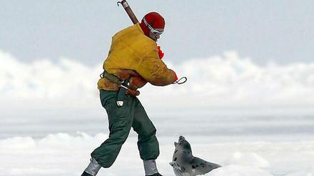Robbenjagd in Kanada. Die Tierschutzorganisation Ifaw hat Fotos der Jagdsaison an der Atlantikküste veröffentlicht.