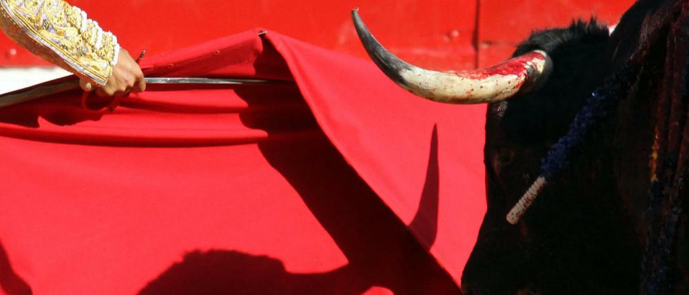 Ein Stier wirft bei einem Stierkampf in Pamplona seinen Schatten auf eine rote Muleta.