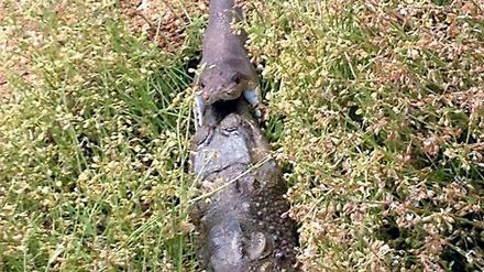 In Australien hat eine Schlange ein Krokodil vollständig verschlungen.