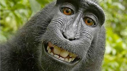 Naruto auf seinem Selfie, gezeigt auf dem Twitter Account der Naturschutzorganisation Peta. Der Makake-Affe hatte die Kamera eines Fotografen entwendet und sich selbst abgelichtet. Der Streit um das Urheberrecht geht schon länger. 