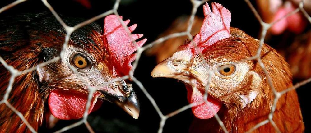 Unter Quarantäne. Bereits im November ordneten etliche Landkreise in Niedersachsen eine Stallpflicht an. Nun haben sich trotzdem Tiere mit der gefährlichen H5N8-Vogelgrippevariante angesteckt.