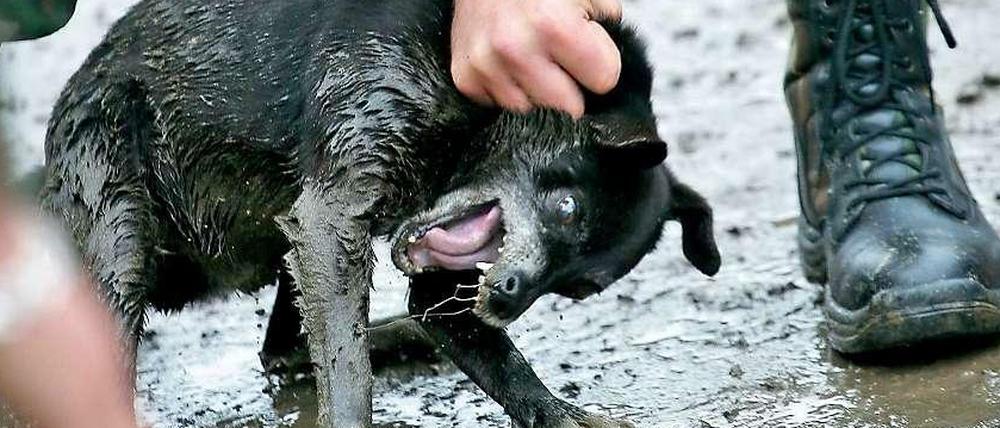 Streunende Hunde machen seit Jahrzehnten Rumäniens Städte und Dörfer unsicher.