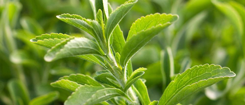 Wer in den Genuss von Stevia-Inhaltsstoffen wie Kalzium, Magnesium und Chlorophyll kommen will, kann sich selbst eine Pflanze ziehen.