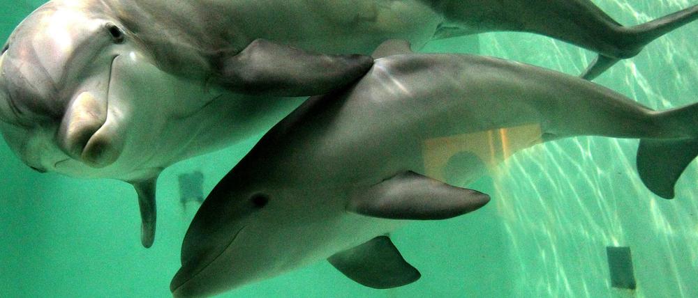 Ein Delfin mit ihrem Nachwuchs im Becken eines Zoos.