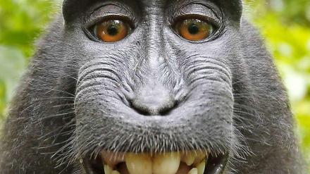 Lächeln, bitte - das Fotos des Affen war im Internet ein Hit. 