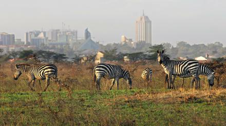 Der Nationalpark grenzt im Süden unmittelbar an die Millionen-Metropole Nairobi. Und die Stadt breitet sich immer weiter aus.