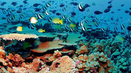 Unterwasserwelt vor Hawaii. Schon Präsident Bush hatte einen Teil des Gebietes zum Meeresschutzgebiet erklärt. 