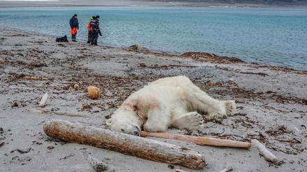Das Foto zum Drama von Spitzbergen: Der erschossene Eisbär liegt in Sand. Einer weniger von einer ohnehin gefährdeten Art. 