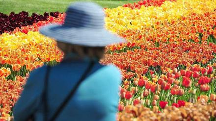 Nicht nur kulturell spielen Tulpen für die Niederlande eine große Rolle. Sie ziehen im Frühjahr auch eine Menge Touristen an.